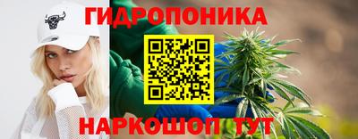 крисы Можга